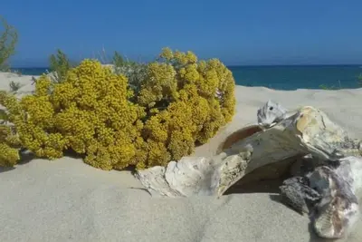 Image de Junto al Mar: Casa Pinar