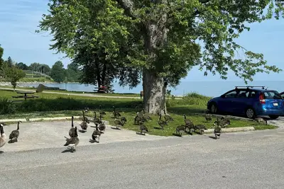 Image de True blend of city life into counteryside