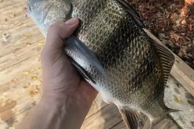 Image de Waterfront living, Charming 3-bedroom townhome with WiFi, Ac in lovely Slidell.