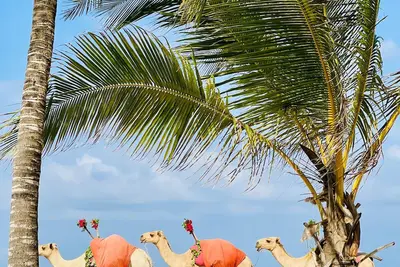 Image de 2-bedroom Diani Beach apartment paradise on delightful Diani Beach with WiFi, Ac