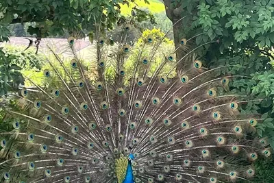 Image de Family and pet friendly farm stay