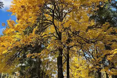 Image de Whispering Pines Farmhouse