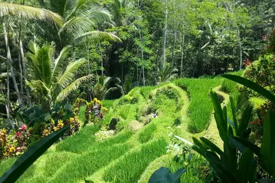 Image de Charming 3-bedroom pool villa with Ac and WiFi in gorgeous Tegallalang