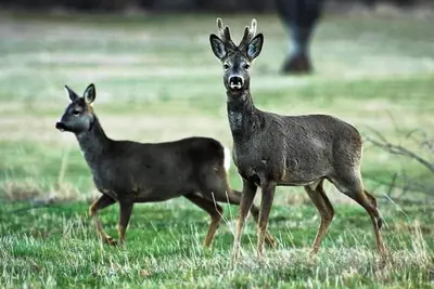 Image de Casa Rural El Alimoche