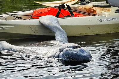 Image de Charming cottage on the Orange River in Fort Myers Fl. Pool, Kayaks, Ac, WiFi