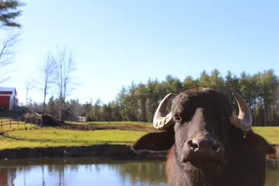 Glamping at Maine Water Buffalo Farm