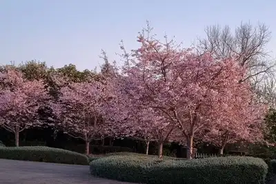 Image de Cherry Blossom Paradise
