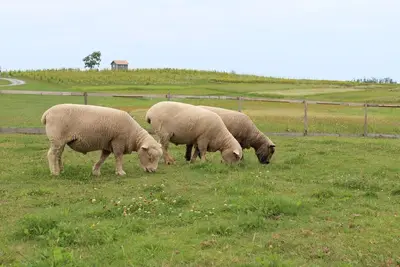 Image de Fossil Farms - Stay, Relax and Dine with Us