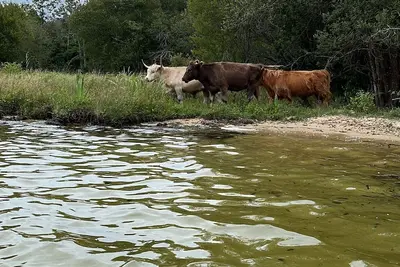 Image de Maison de campagne proche Biscarrosse entre lac et océan dans les Landes