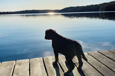 Image de Escape to Bear Cove: Your Cozy Lakeside Getaway on Meddybemps Lake! 🌲🏞️