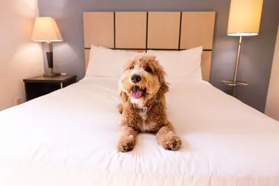 Image de 2 Spacious 1br Suites Perfect for Families Visiting Nyc - Pets welcome