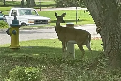 Image de Cozy 1 Bedroom, one sofa bed Cottage House \n10 min from Lake Pointe Sports Ctr\n