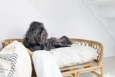 Image de Hanks Corlette House, 49 Pantowora St - pet friendly, air con, boat parking, Wi-Fi