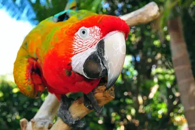 Image de The Parrot Place - The Parrots Nest