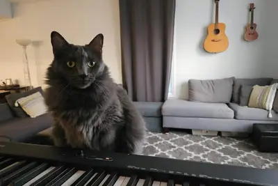 Image de Zuku the Cat's Home