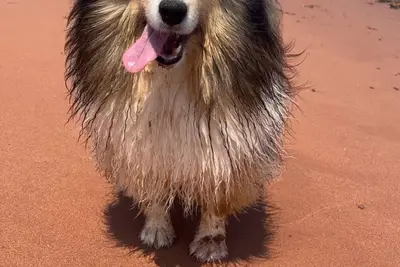 Image de Cora's ocean air Cottage