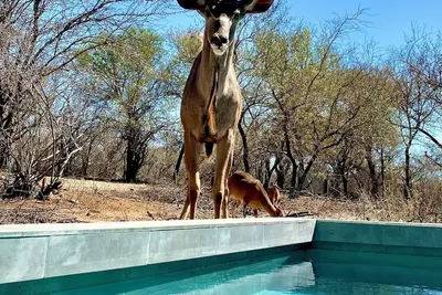 Image de Bordering Kruger National Park awaits these luxurious and unique bedsits