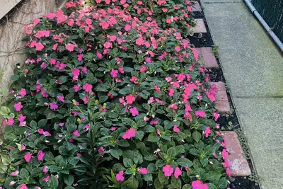 Image de Affordable Charming and Spacious  2 bedroom unit in delightful Queens New York