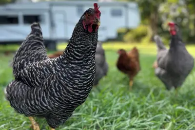 Image de Horn and Thistle Farm - Camper/Rv in Abbottstown, Pennsylvania, United States