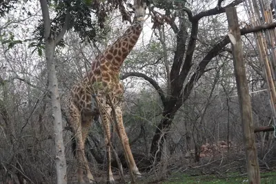 Image de Charming 1-bedroom cottage in enchanting Marloth Park with WiFi, Ac