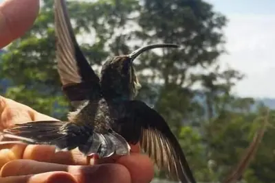 Image de Beauty farm, only 25 minutes away from Cali