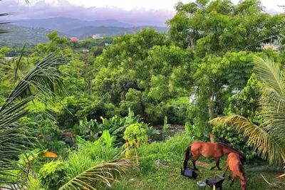 Image de Tropical Retreat with Spectacular Rainforest & Ocean Views. Now with Jacuzzi!