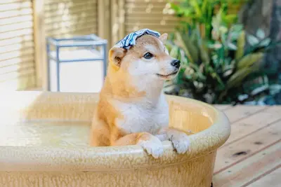 Image de Dog run and openair bath for dogs included Natu / Ashigarashimo-gun Kanagawa