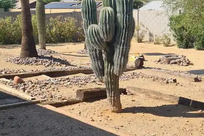 Image de Calm saguaro cacti house with palms and oleanders, chirping quails.