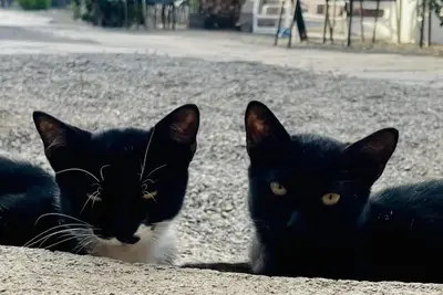 Image de Casa Venado – Apartment in Agaete, Gran Canaria