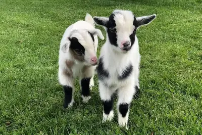 Image de Country life at McIntosh Manor - 2 bedroom home