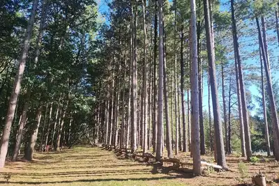 Image de Tranquil Country Stay Among Pines\n6 miles from Culver. 39 mile from Notre Dame.