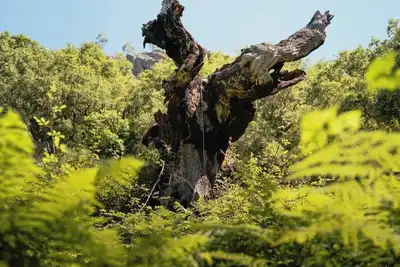 Image de Comfortable in Crestview