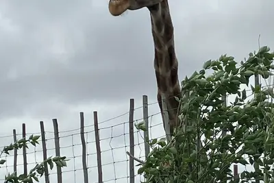 Image de Tranquil Escape 1 Bedroom in Kuils River with WiFi & parking, 23km from Airport