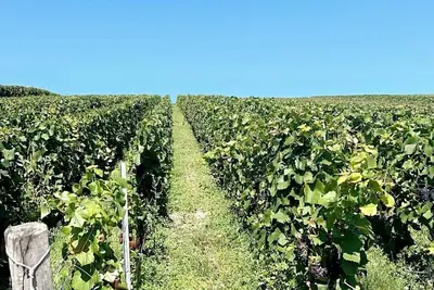 Image de Gîte familial dans le vignoble champenois