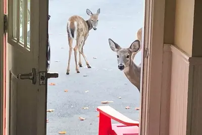 Image de Deer Paradise in Quispamsis New Brunswick w/artist studio