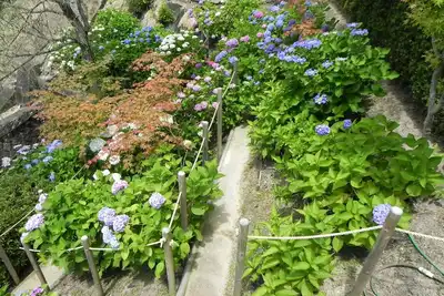 Image de Around Miyajima! Completely private villa, limited to one pair per day. The garden is full of flowers and fruits!