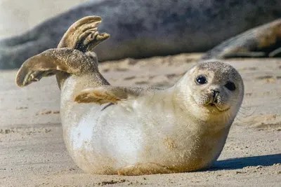 Image de Fewo Elsternestchen on the East Frisian North Sea coast - feel right at home