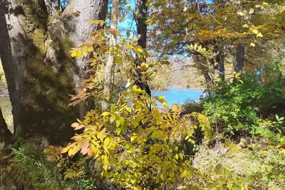 Image de Magical cabin in the midst of a pawpaw patch on the bank of the Greenbrier River