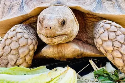 Image de Moose Camping Cottage at Coble Highland Ranch