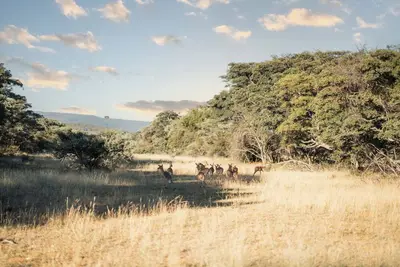 Image de Mmakuba Game Lodge, Villa 2 chambres 3