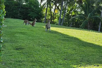 Image de Poinciana 009