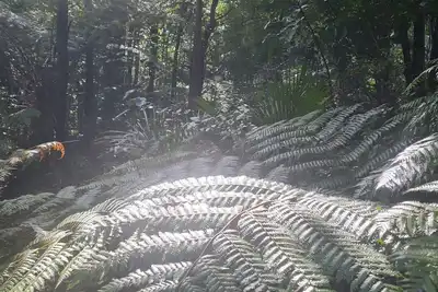 Image de Nature at its Best - Native bush tranquil & secluded