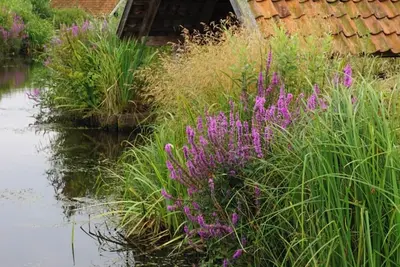 Image de Family-friendly vacation apartment in Worpswede with lots of nature, cranes & peat bogs