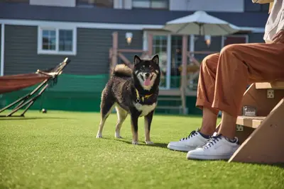 Image de Solana Kamogawa