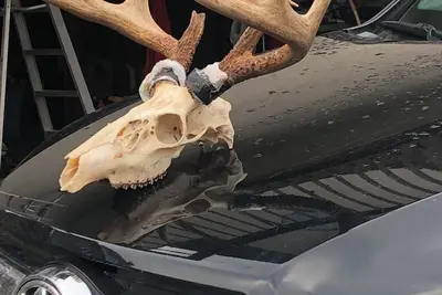 Image de Hunting: Nice Quiet 3-bedroom cabin in Ridgway, on top of 2, 200ft Bootjack Mtn.