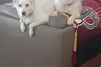 Image de Charming 2-bedroom house with fitness room, WiFi in welcoming Mesa