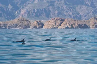 Image de Luxurious Loreto Escape: Coastal Beauty Meets Ultimate Comfort