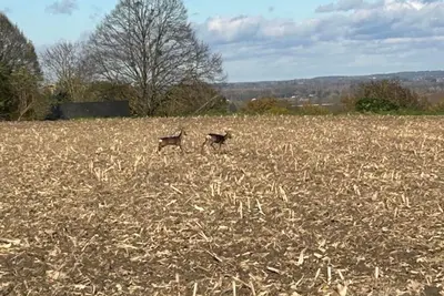 Image de Demeure angevine au Manoir