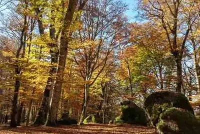 Image de Simona's house in the woods - Villa Boutique