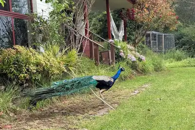 Image de Peacock Bloom Villa